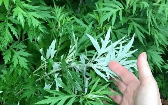 ngải cứu, trồng ngải cứu, kiến thức