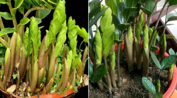 cây kim tiền, vị trí đặt cây kim tiền