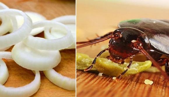 hành tây, công dụng hành tây, kiến thức