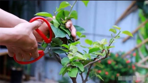 hoa giấy, cây cảnh