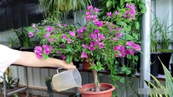 hoa giấy, cây cảnh