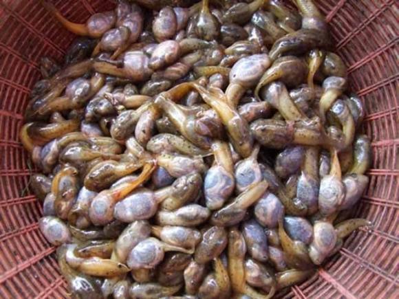 đặc sản, bubu, kiến thức