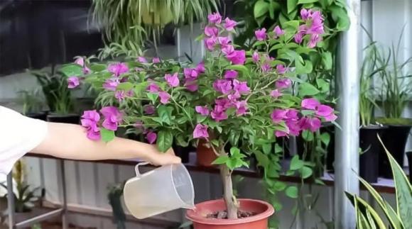 hoa giấy, cây cảnh