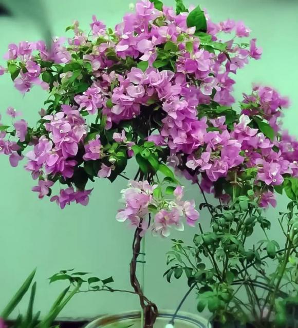 hoa giấy, cây cảnh