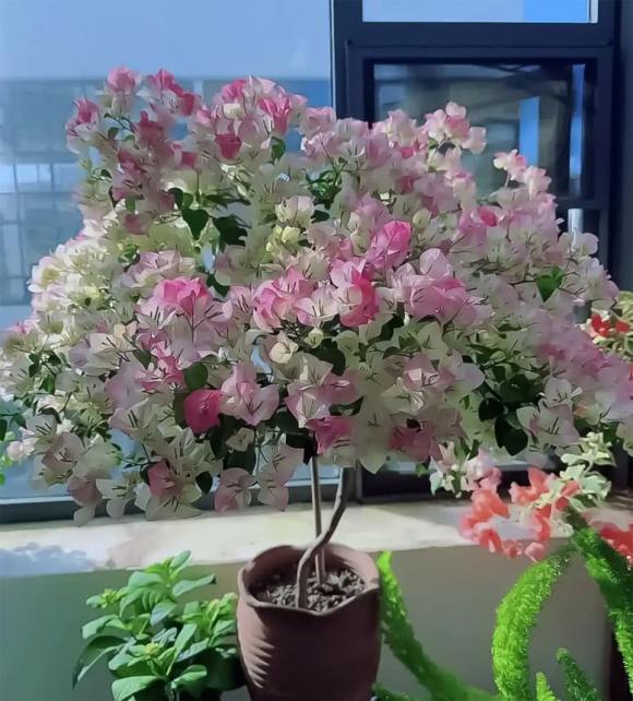 hoa giấy, cây cảnh