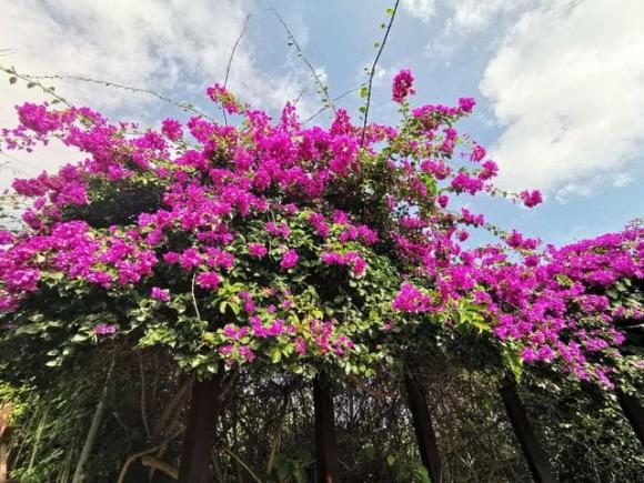 hoa giấy, cây cảnh