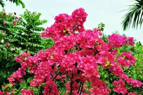 hoa giấy, cây cảnh