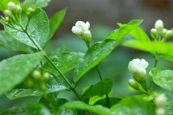hoa nhài, cây cảnh