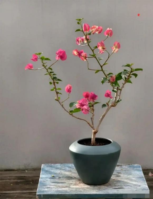 hoa giấy