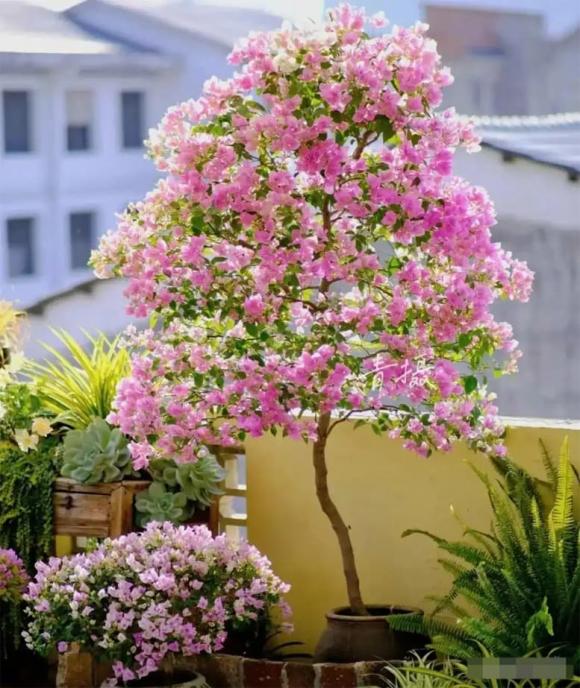 hoa giấy