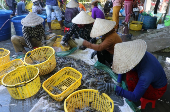 Tôm xuất khẩu, kim ngạch xuất khẩu tôm của việt nam