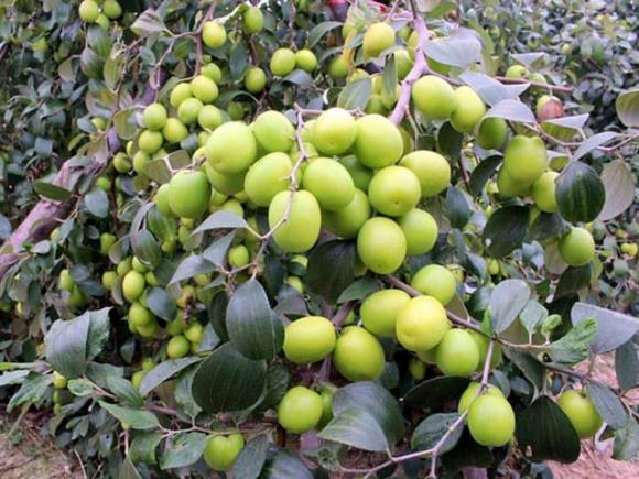 trồng cây, trồng cây gì, cây gì tốt theo phong thủy, kiến thức