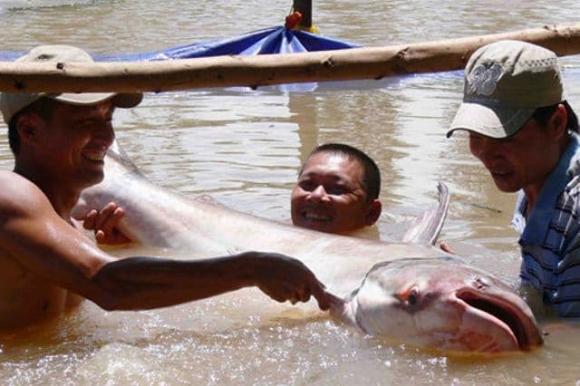 Sông ngắn nhất việt nam, sông vàm nao