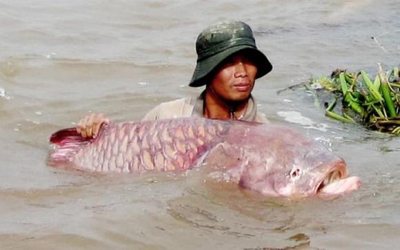 Sông ngắn nhất việt nam, sông vàm nao