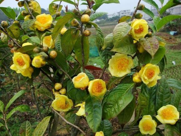 cây trà, cây trà hoa vàng, trung quốc mua nông sản