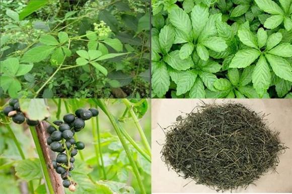 Giảo cổ lam, tác dụng của cỏ Giảo cổ lam