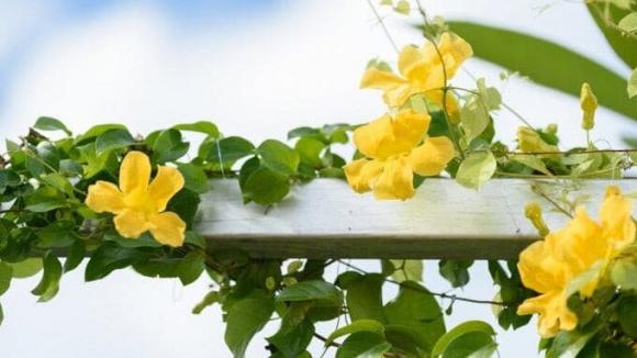 Cây vuốt mèo, tác dụng của cây vuốt mèo