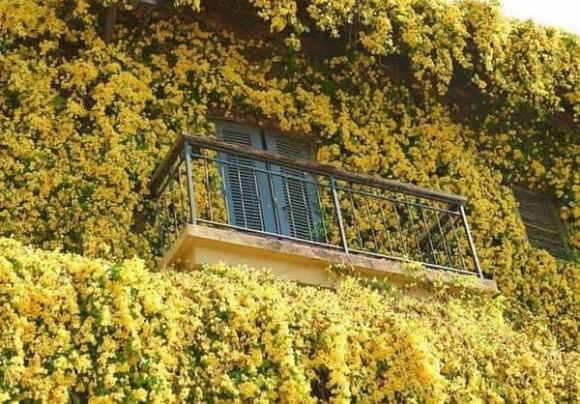 Cây vuốt mèo, tác dụng của cây vuốt mèo