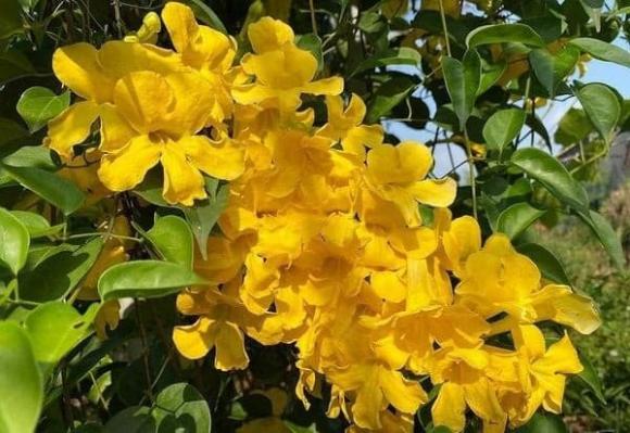 Cây vuốt mèo, tác dụng của cây vuốt mèo