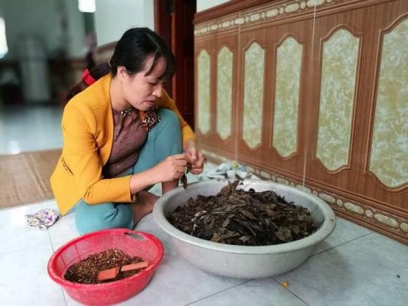 Cây sưa, gỗ sưa, cách ươm giống cây sưa