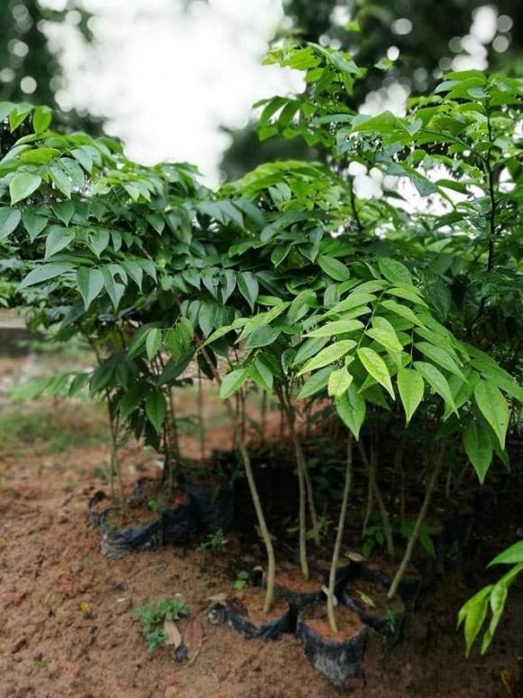 Cây sưa, gỗ sưa, cách ươm giống cây sưa