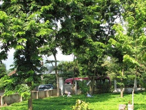 Cây sưa, gỗ sưa, cách ươm giống cây sưa