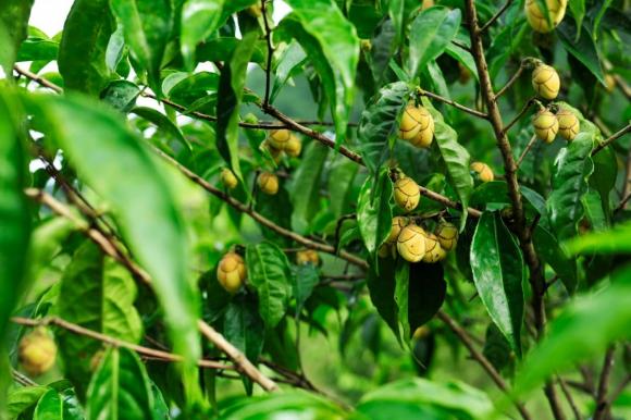 cây trà, cây trà hoa vàng, trung quốc mua nông sản