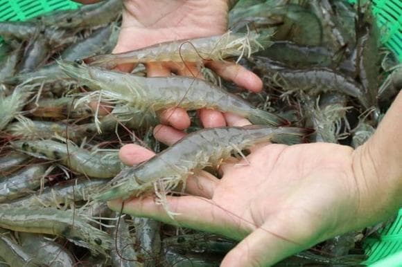 cách phân biệt tôm nuôi và tôm tự nhiên, mẹo hay, dạy nấu ăn