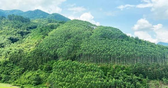 Rừng phòng hộ, xây nhà trên đất rừng phòng hộ, Luật đất đai