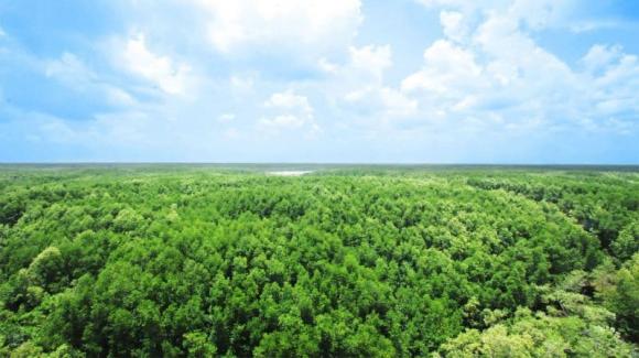 Luật đất đai, xây nhà trên đất rừng phòng hộ