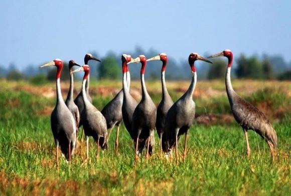 Sáp nhập tỉnh thành, sáp nhập đồng tháp