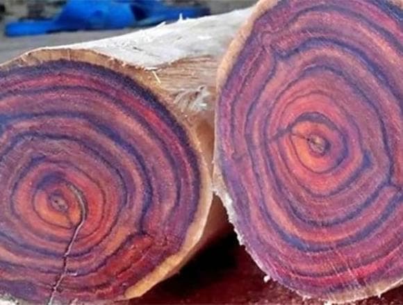 gỗ quý, gỗ cẩm tím, kiến thức