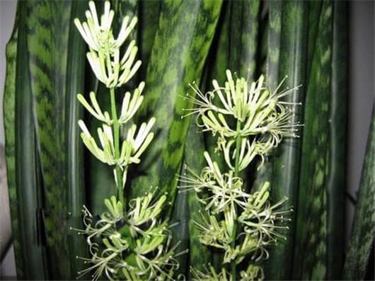 cây lưỡi hổ