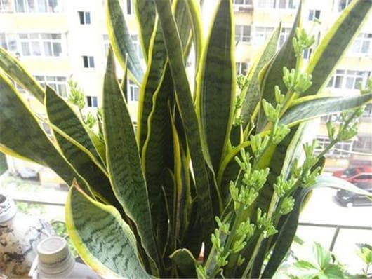cây lưỡi hổ