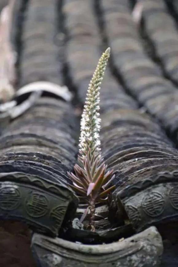 cây thông ngói, tác dụng của cây thông ngói