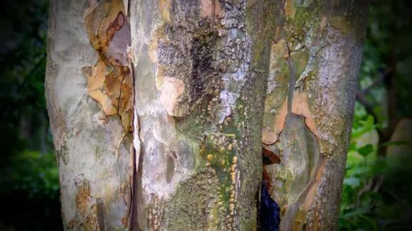 Gỗ quý, gỗ Lignum Vitae