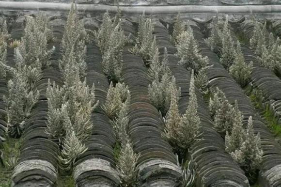 cây thông ngói, tác dụng của cây thông ngói