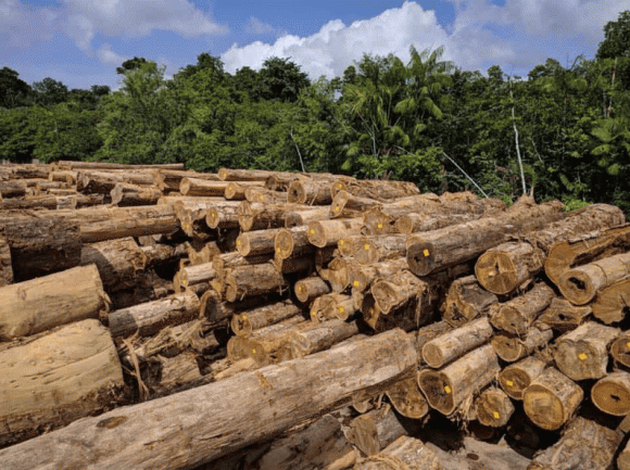 Gỗ quý, Gỗ Ipe