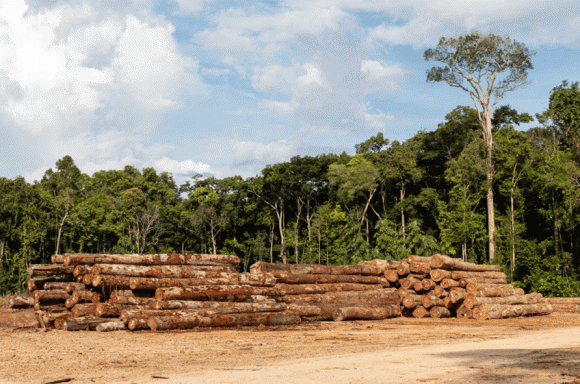 Gỗ quý, Gỗ Ipe