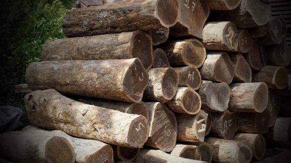 Gỗ quý, gỗ Lignum Vitae