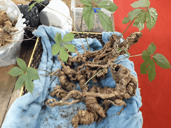 Sâm Ngọc Linh, công dụng của sâm Ngọc Linh