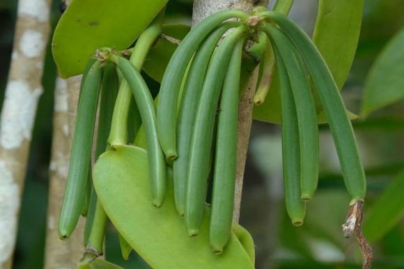 Cây vani, tác dụng của cây vani