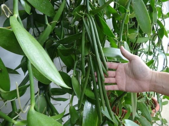 Cây vani, tác dụng của cây vani