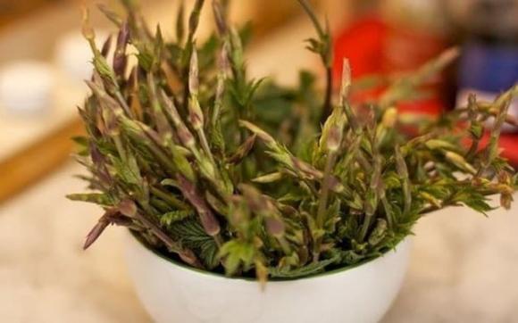 Cây hoa bia, giá trị của cây hoa bia