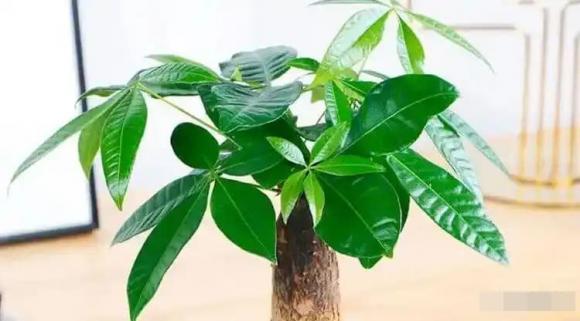 quà tặng, tân gia, chuyển nhà