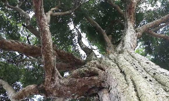 Tử Cấm Thành, Hoàng Đế Trung Quốc, Sàn gạch trong Tử Cấm Thành bị hỏng