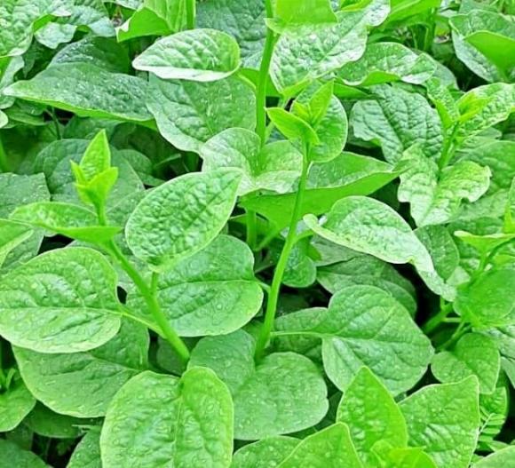 rau mồng tơi, rau mùa hè