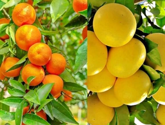 cam, bưởi, quả nào nhiều vitamin C, trái cây