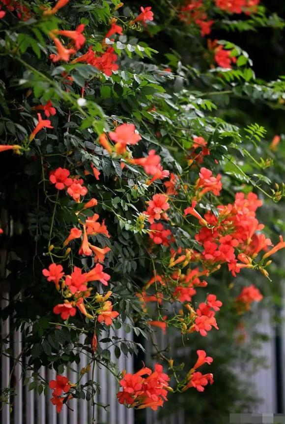 hoa đăng tiêu, cây cảnh