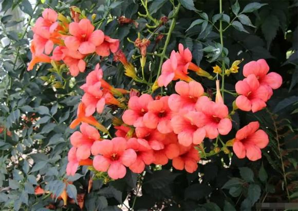 hoa đăng tiêu, cây cảnh